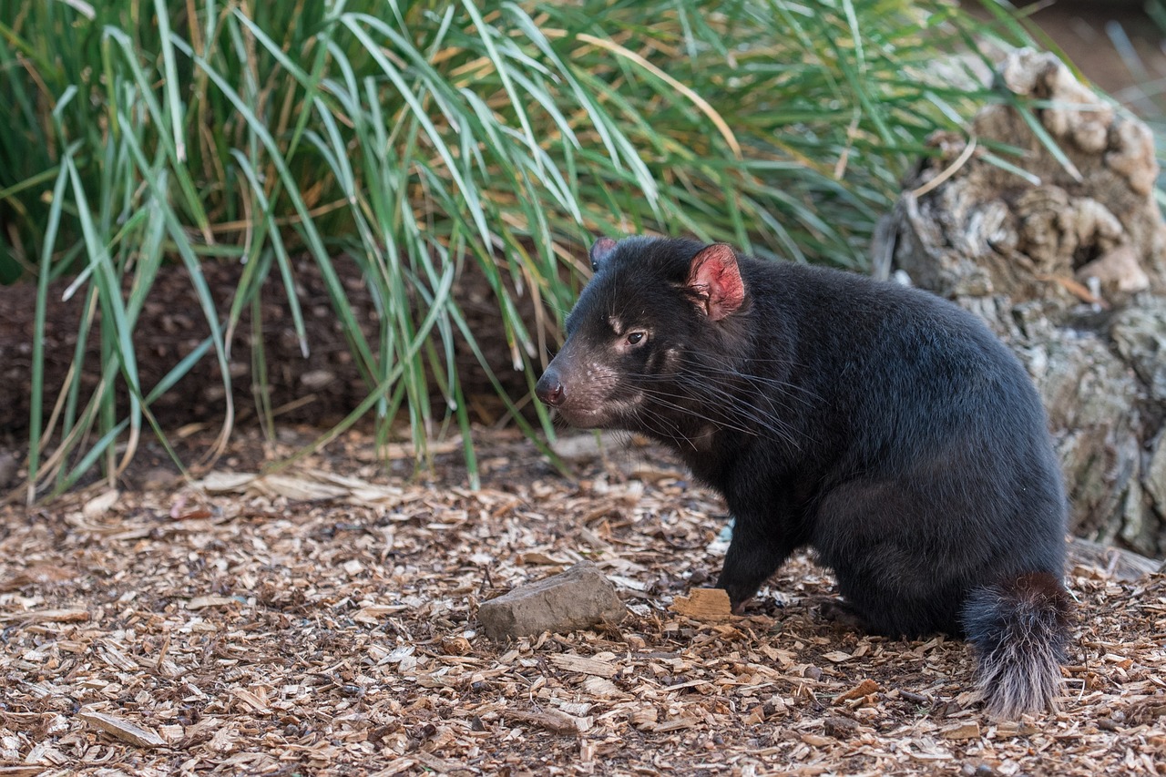 The Secret Spots of Australia’s Tasmanian Wilderness